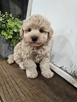Theodore (Teddy), a female Maltipoo for sale in Clarksville, TN – 4 of 9