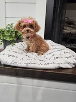 TINY Daphne , a female Maltipoo for sale in Clarksville, TN – 3 of 9