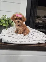 TINY Daphne , a female Maltipoo for sale in Clarksville, TN – 7 of 9