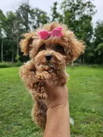 TINY Daphne , a female Maltipoo for sale in Clarksville, TN – 5 of 9