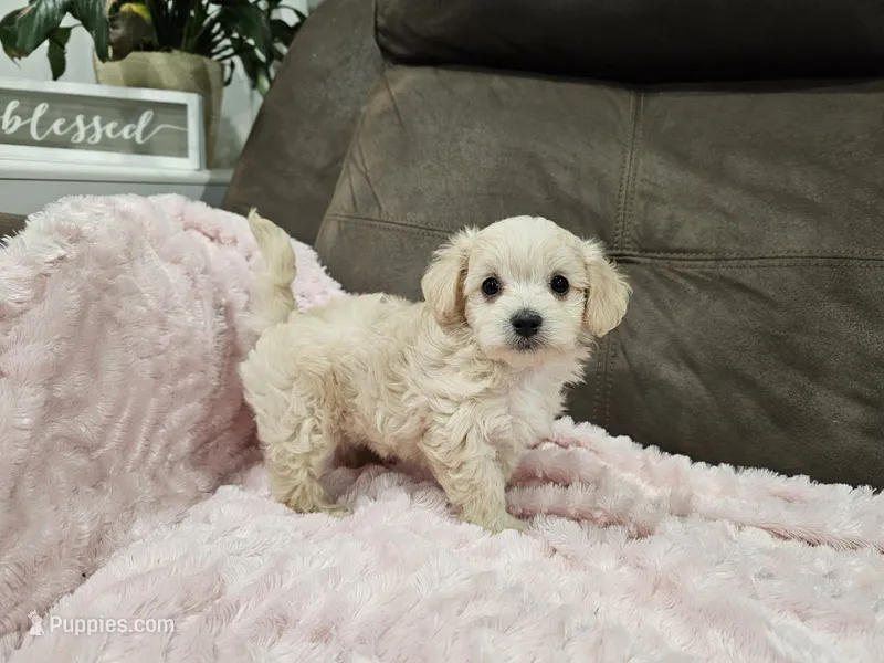 Zoey – Maltipoo puppy for sale in Clarksville, TN