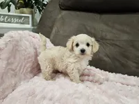 Zoey, a female Maltipoo for sale in Clarksville, TN – 3 of 4