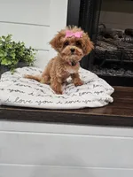 TINY Daphne , a female Maltipoo for sale in Clarksville, TN – 2 of 9