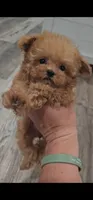 Micro tcup Delilah, a female Maltipoo for sale in Clarksville, TN – 2 of 10