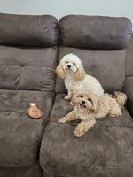 (Pending) Zoey, a female Maltipoo for sale in Clarksville, TN – 9 of 10
