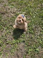 Tcup Daphne , a female Maltipoo for sale in Clarksville, TN – 4 of 6