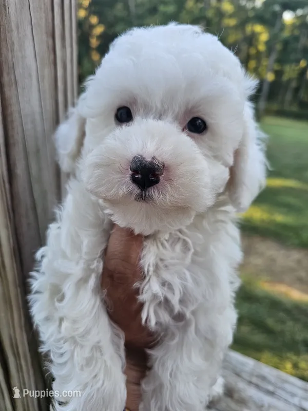 Mira – Maltipoo puppy for sale in Clarksville, TN