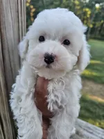 Mira, a female Maltipoo for sale in Clarksville, TN – 1 of 6