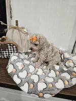 Elsa, a female Maltipoo for sale in Clarksville, TN – 4 of 8