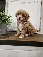 Simon, a male Maltipoo for sale in Clarksville, TN – 4 of 6