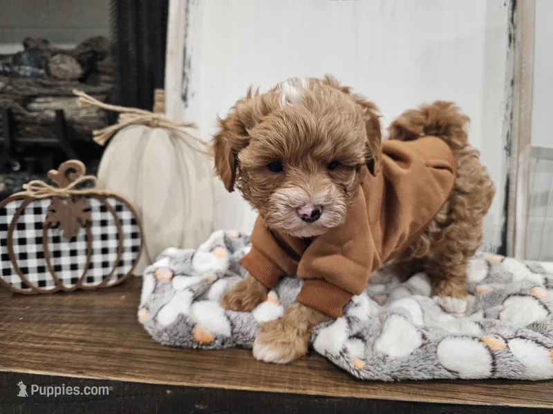 Simon – Maltipoo puppy for sale in Clarksville, TN