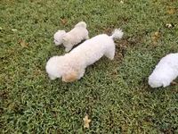 (Pending) Zoey, a female Maltipoo for sale in Clarksville, TN – 10 of 10
