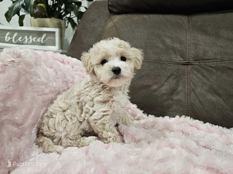 Rumi – Maltipoo puppy for sale in Clarksville, TN