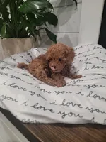 Tiny Charlie, a male Maltipoo for sale in Clarksville, TN – Photo 9 of 10