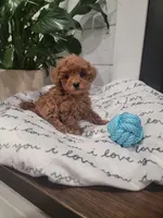 Tiny Charlie, a male Maltipoo for sale in Clarksville, TN – Photo 5 of 10