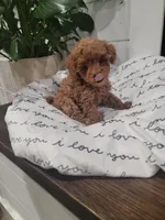 Tiny Charlie, a male Maltipoo for sale in Clarksville, TN – Photo 2 of 10