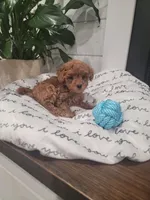 Tiny Charlie, a male Maltipoo for sale in Clarksville, TN – Photo 3 of 10