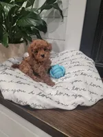 Tiny Charlie, a male Maltipoo for sale in Clarksville, TN – Photo 8 of 10