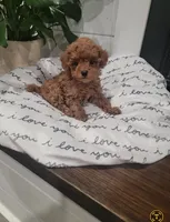 Tiny Charlie, a male Maltipoo for sale in Clarksville, TN – Photo 4 of 10