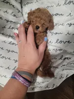 Tiny Charlie, a male Maltipoo for sale in Clarksville, TN – Photo 6 of 10