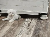 Mira, a female Maltipoo for sale in Clarksville, TN – 5 of 6