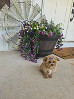 Tcup Daphne , a female Maltipoo for sale in Clarksville, TN – 1 of 6