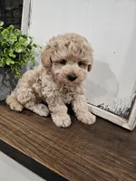Theodore (Teddy), a female Maltipoo for sale in Clarksville, TN – 2 of 9