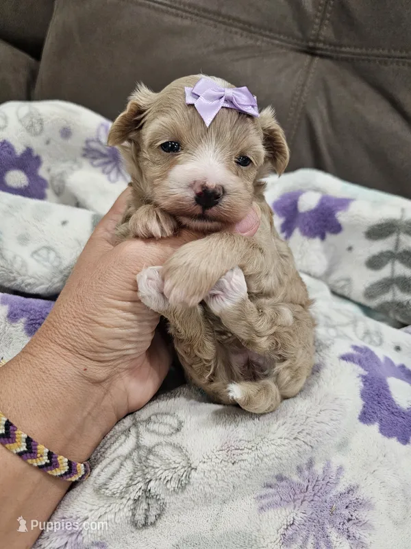 Anna (Elsa is reserved) – Maltipoo puppy for sale in Clarksville, TN