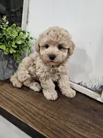 Theodore (Teddy), a female Maltipoo for sale in Clarksville, TN – 1 of 9