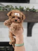 Micro tcup Delilah, a female Maltipoo for sale in Clarksville, TN – 10 of 10
