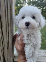 Mira, a female Maltipoo for sale in Clarksville, TN – 4 of 6