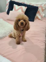 Gemma (the perfect dog!), a female Poodle - Toy  for sale in Clarksville, TN – 1 of 5