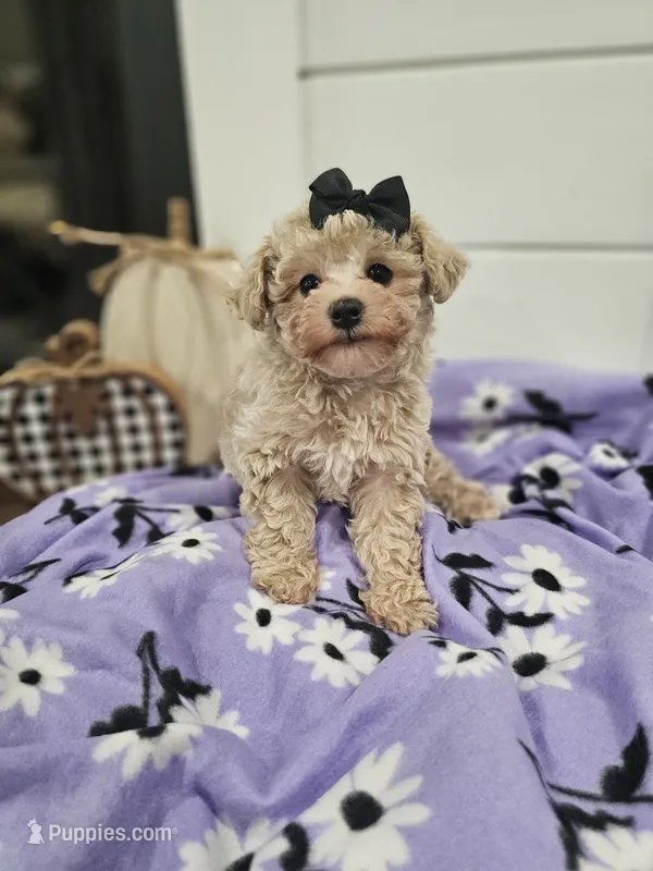 Elsa – Maltipoo puppy for sale in Clarksville, TN
