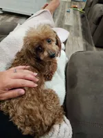 Scarlet, a female Poodle - Toy  for sale in Clarksville, TN – 2 of 3