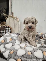 Elsa, a female Maltipoo for sale in Clarksville, TN – 5 of 8