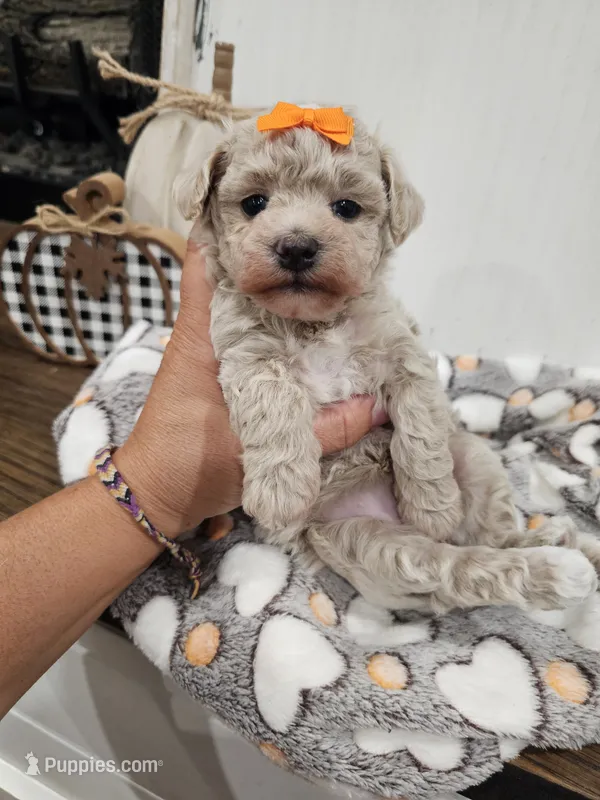Elsa – Maltipoo puppy for sale in Clarksville, TN