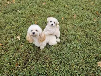 (Pending) Zoey, a female Maltipoo for sale in Clarksville, TN – 4 of 10