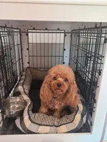 Gemma (the perfect dog!), a female Poodle - Toy  for sale in Clarksville, TN – 4 of 5