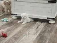 Mira, a female Maltipoo for sale in Clarksville, TN – 2 of 6