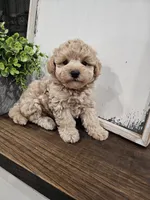 Theodore (Teddy), a female Maltipoo for sale in Clarksville, TN – 6 of 9