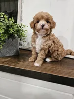Simon, a male Maltipoo for sale in Clarksville, TN – 6 of 6