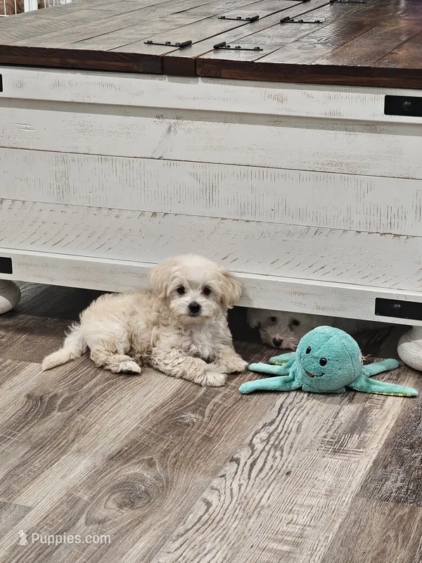 Zoey – Maltipoo puppy for sale in Clarksville, TN