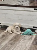 (Pending) Zoey, a female Maltipoo for sale in Clarksville, TN – 3 of 10