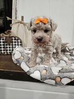 Elsa, a female Maltipoo for sale in Clarksville, TN – 2 of 8