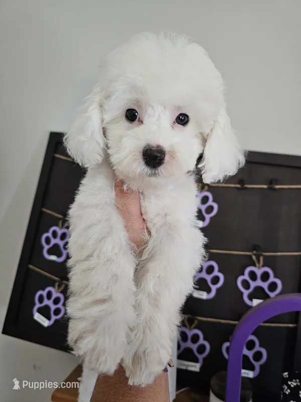 Mary's little lamb – Maltipoo puppy for sale in Clarksville, TN