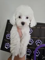 Mary's little lamb, a female Maltipoo for sale in Clarksville, TN – 1 of 9