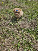 Tcup Daphne , a female Maltipoo for sale in Clarksville, TN – 5 of 6