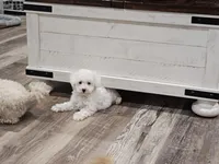 Mira, a female Maltipoo for sale in Clarksville, TN – 6 of 6