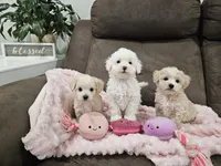 Rumi, a female Maltipoo for sale in Clarksville, TN – 3 of 4