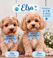 Elsa, a female Maltipoo for sale in Clarksville, TN – 3 of 8